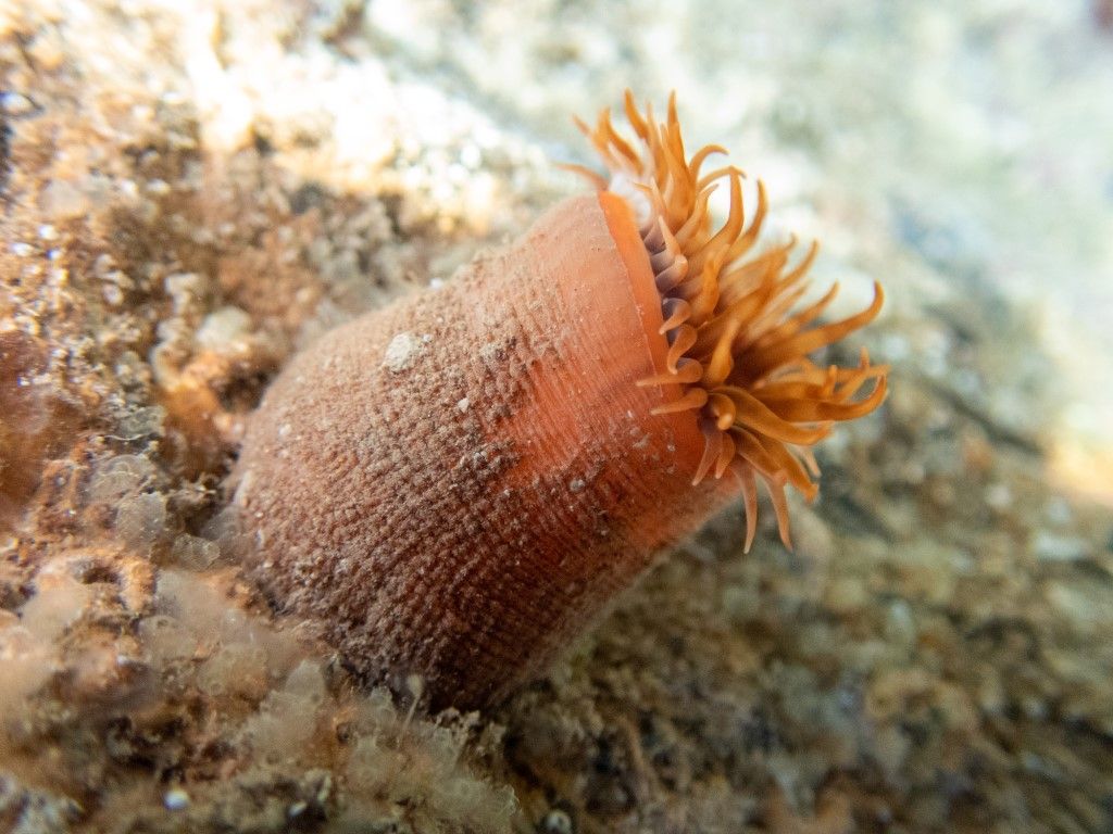 Antozoo da identificare, Genova